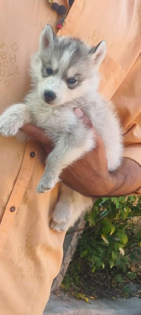 થંબનેલ 3