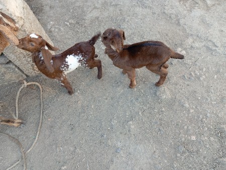 થંબનેલ 2