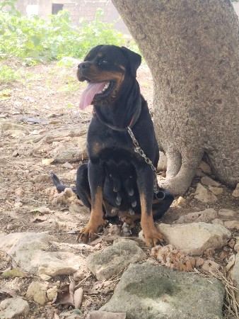 ન વિઘોવાદ