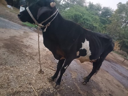 જર્સી ગાય વેસવી