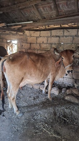 ચાર પાછ દિવસ નીકાછી