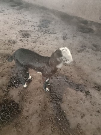 બકરો વેસવાનો છે