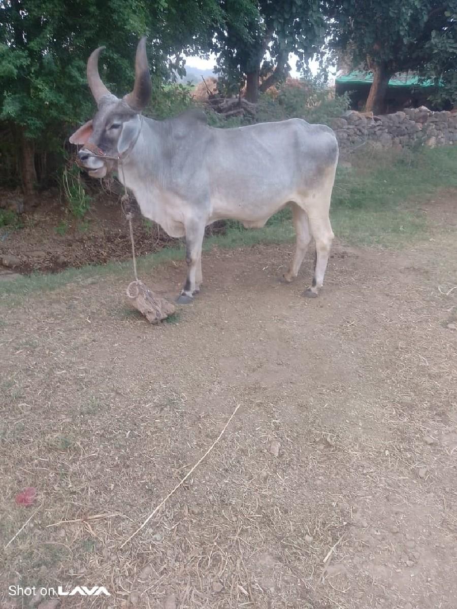 થંબનેલ 3