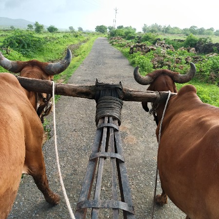 એક વાવલ બળદ વેચવાનો છે