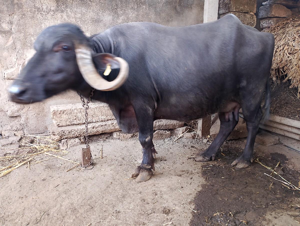 थंबनेल 1