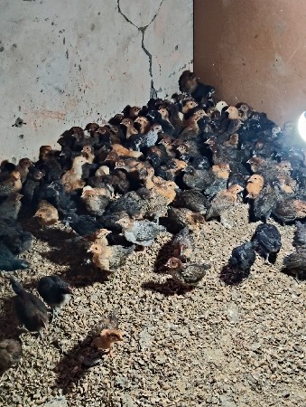 થંબનેલ 4