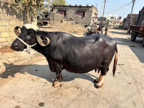 થંબનેલ 2