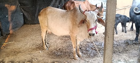 જર્સી ગાય ની નાનકડી વાછડી