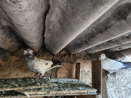 કબૂતર વેચવાના છે