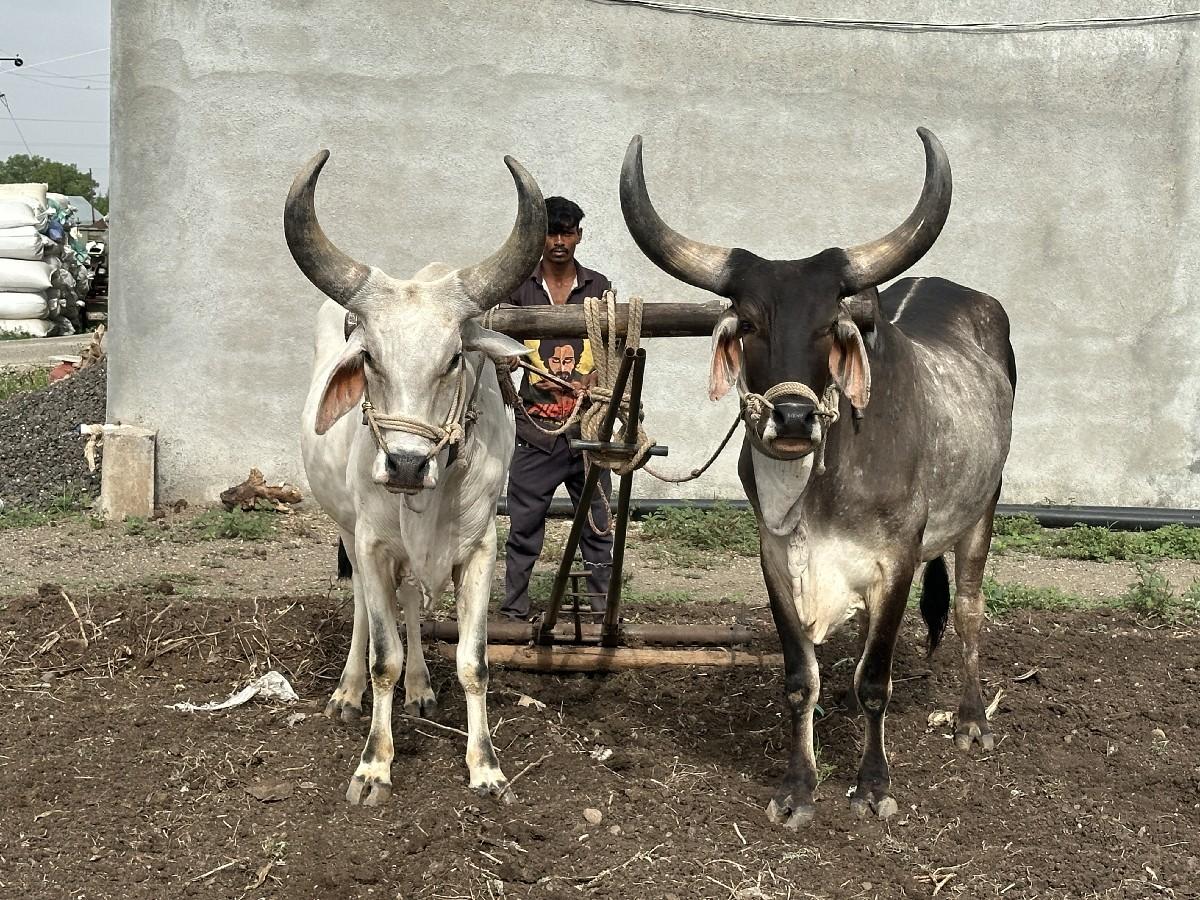 બંને બળદ વેચવાના છે.