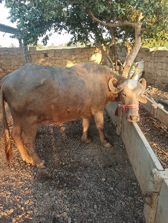 ભેંસ વેચવાની છે