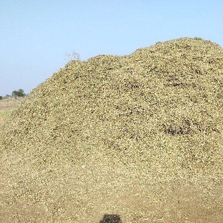 મગોટુ  (ભુકો)