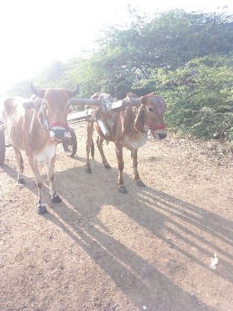 ગોઢલા વેચવાના છે