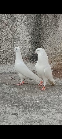 full udan white motiya jodi