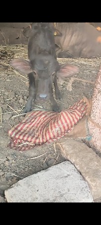 થંબનેલ 3