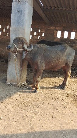 પાડો વેચવાનો છે