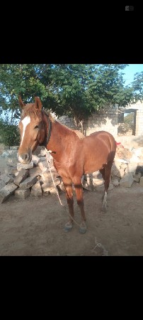 ઘોડો વેચવાનો છે