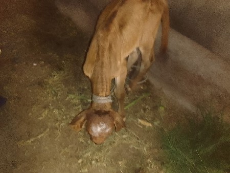 ગાય વેચવાની છે