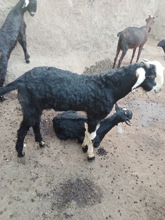 થંબનેલ 2