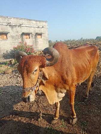 થંબનેલ 2