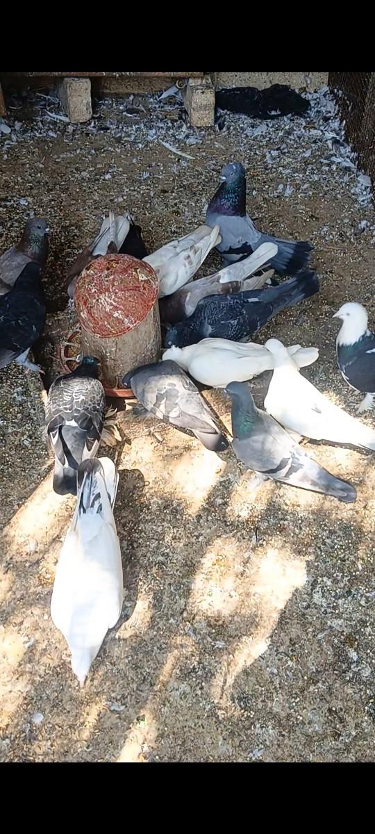 थंबनेल 3