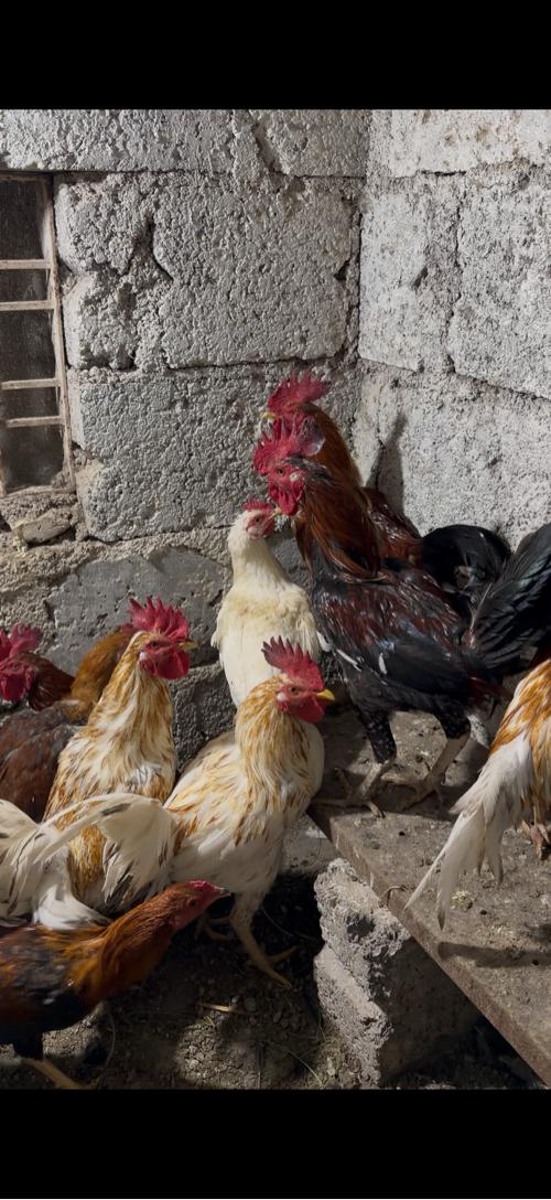 16 નંગ દેશી તથા સોનાલી મુરઘા વેચવાના છે