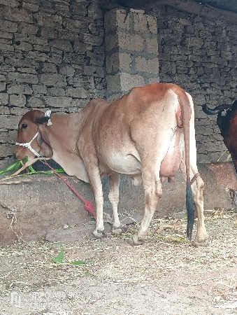 ગીર હોટકી વેચવાની છે