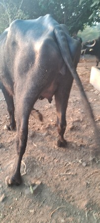 थंबनेल 2