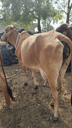 થંબનેલ 3