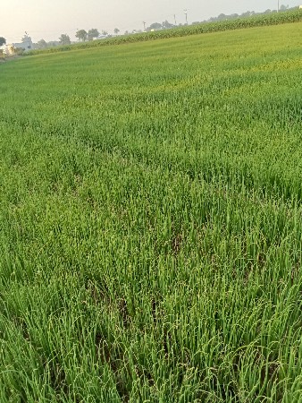 પીળી પતી નો રોપ