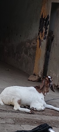 થંબનેલ 3