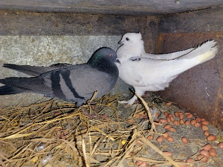 थंबनेल 2