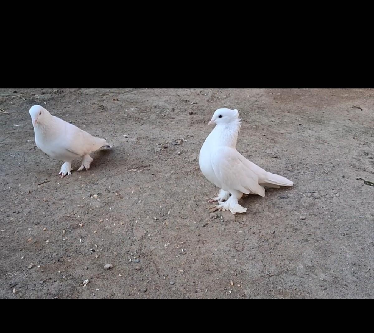 કબૂતર વેચવાના છે