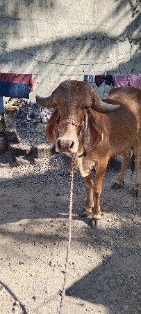 થંબનેલ 1