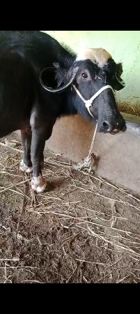 વિહાલ નીચે પાડો દોયે સોજી