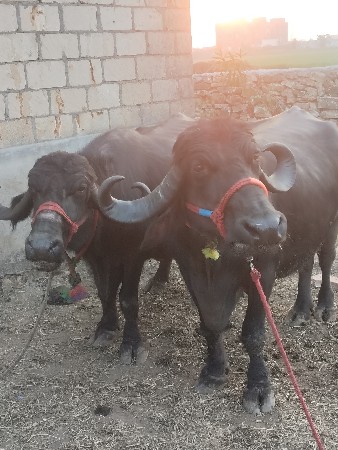 થંબનેલ 2