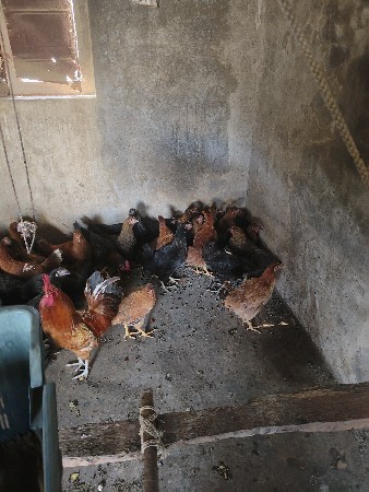 थंबनेल 3