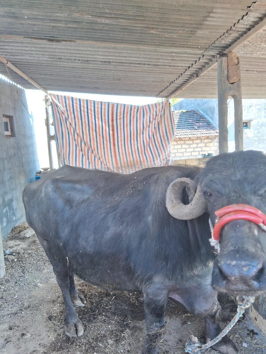 थंबनेल 3