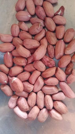 જમીન વાવેતર માટે રાખવાની છે