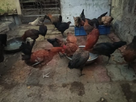 થંબનેલ 2