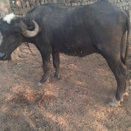 ખાડાય વેશવાની છે