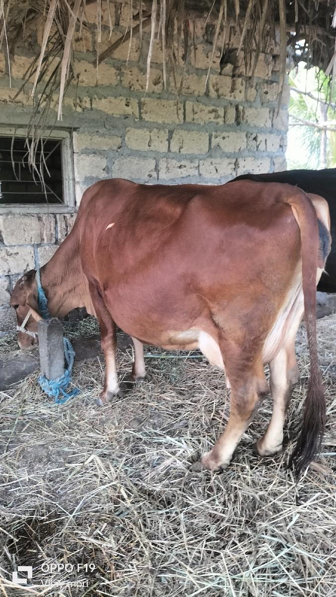 थंबनेल 2