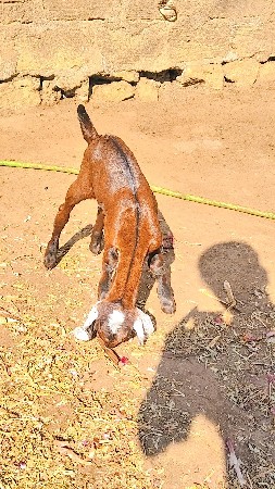 બકરો વેચવાનો છે