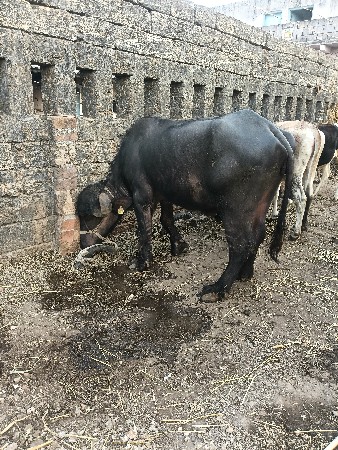 थंबनेल 3