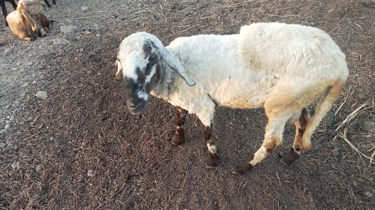 थंबनेल 2