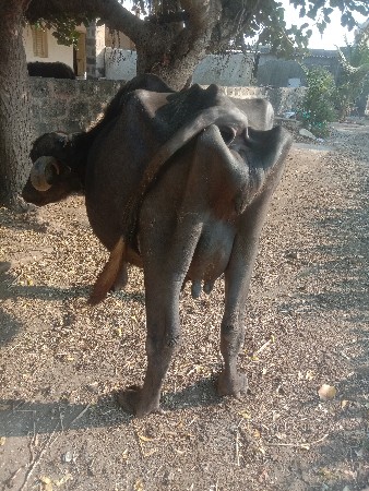 थंबनेल 3