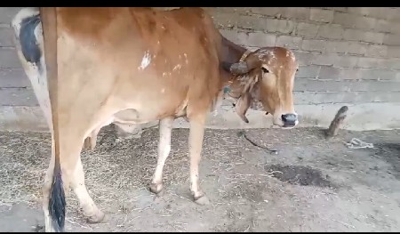 બીજુ વેતર ગાભની