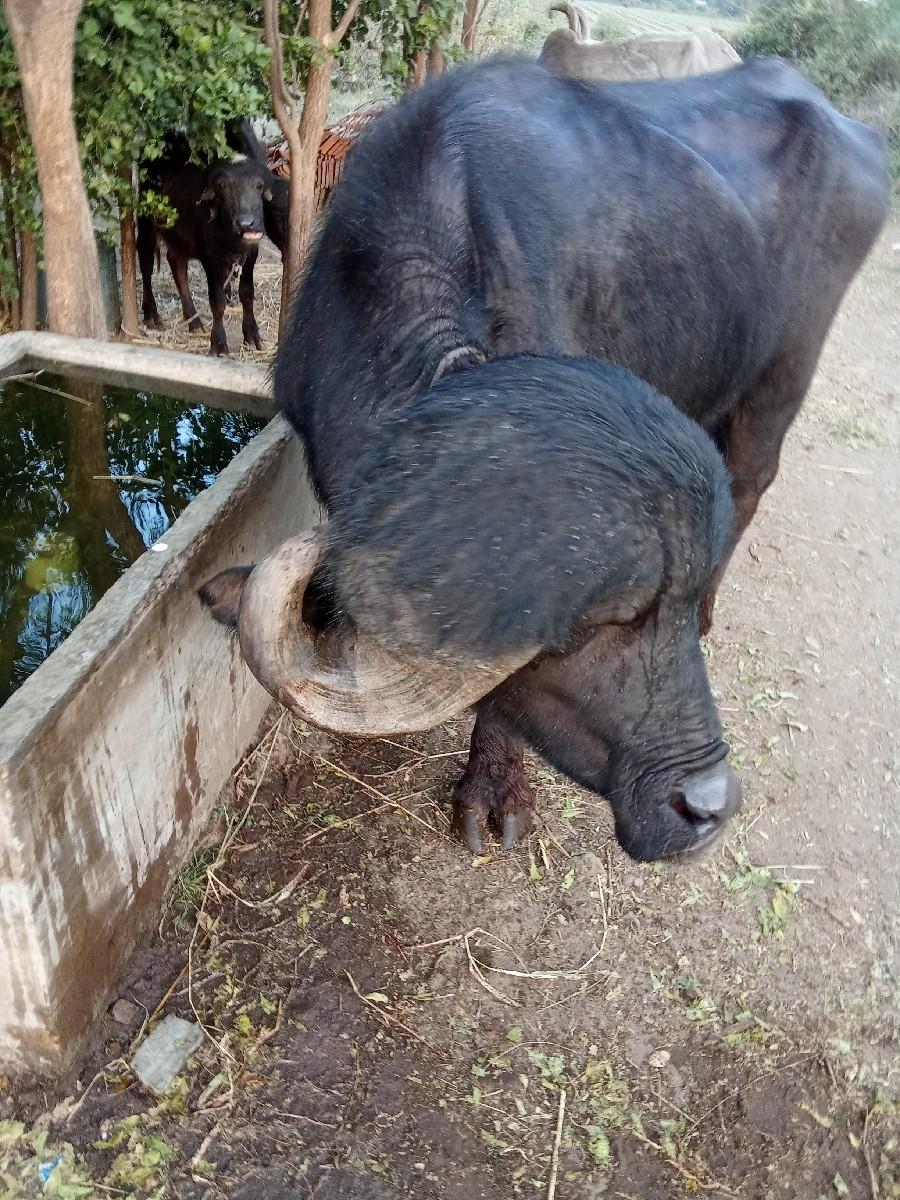 थंबनेल 3