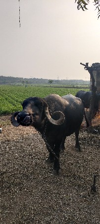 ભેંસ વેચવાની છે.