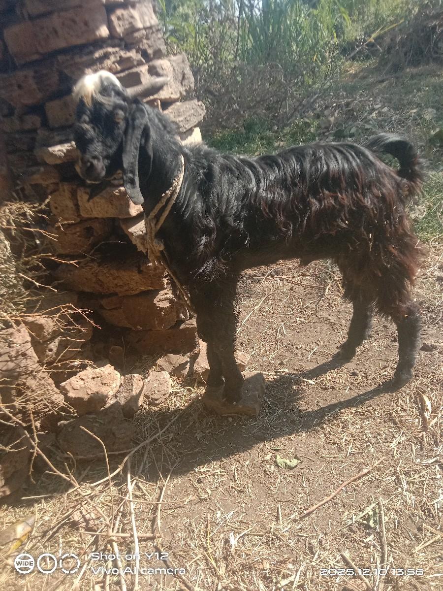 બોકડો વેચવાનો છે